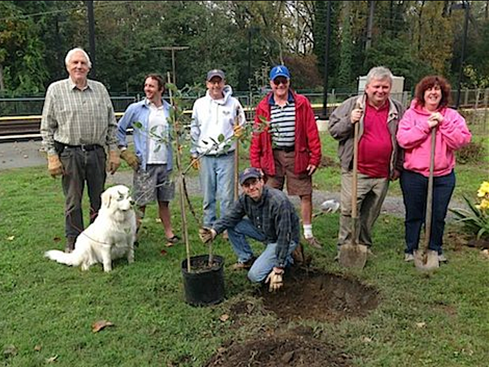 Planting an apple tree