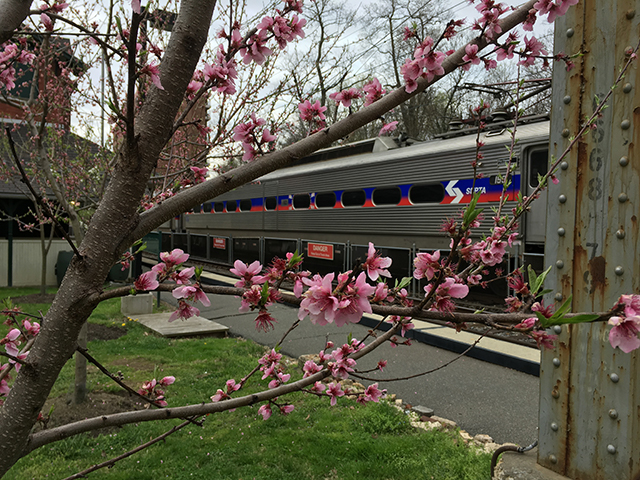 Fruit Trees and Septa