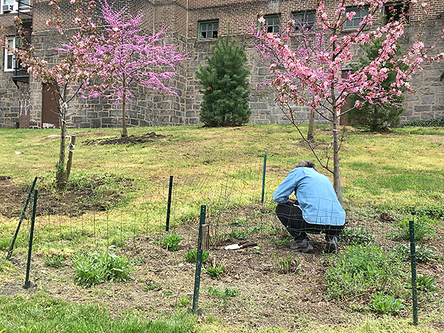 Image of Pink Trees and volunteer working in new orchard at Septa station in Germantown PA.