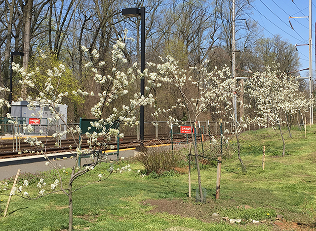 Image of new trees blooming along train tracks in Germantown PA