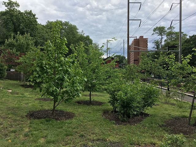 Native plantings