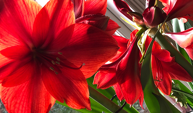 image of red Amaryllis